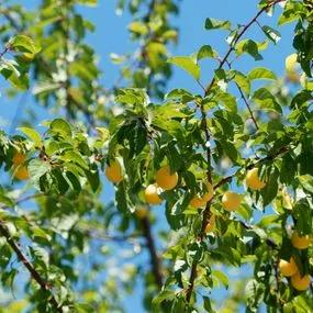 Mirabelle Tree - Mirabelle de Nancy (Prunus domestica 'Mirabelle de Nancy') 2